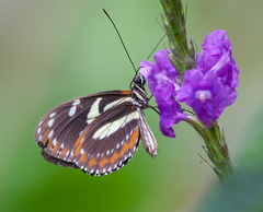 Heliconius atthis
