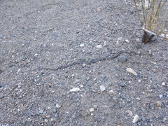 Masticophis taeniatus taeniatus