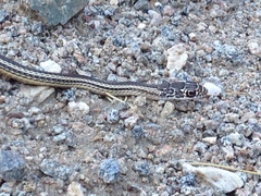 Masticophis taeniatus taeniatus