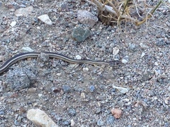 Masticophis taeniatus taeniatus