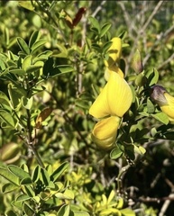 Crotalaria capensis