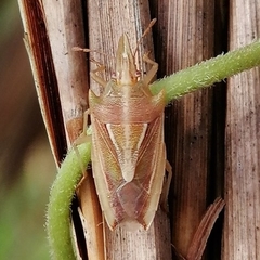 Poriptus luctans