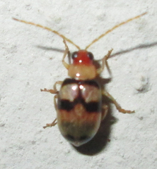 Monolepta ephippiatoides