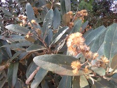 Moquiniastrum polymorphum