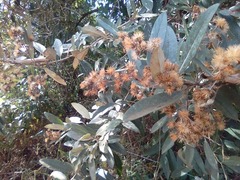 Moquiniastrum polymorphum