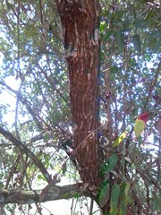 Moquiniastrum polymorphum