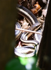 Pseudoxyrhophiidae