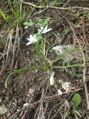 Ornithogalum woronowii