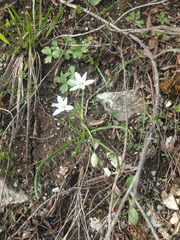 Ornithogalum woronowii