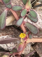 Portulaca oleracea