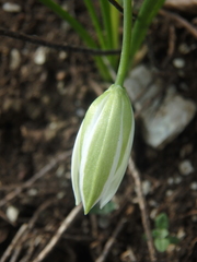 Ornithogalum woronowii