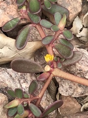Portulaca oleracea