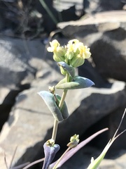 Streptanthus diversifolius