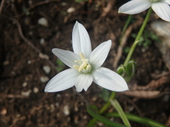 Ornithogalum woronowii