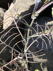 Streptanthus diversifolius