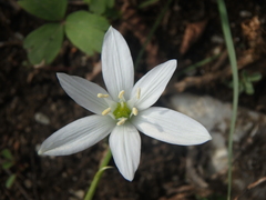 Ornithogalum woronowii