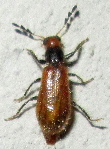 Enopliinae