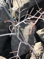 Streptanthus diversifolius