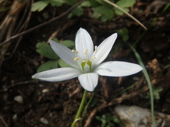 Ornithogalum woronowii