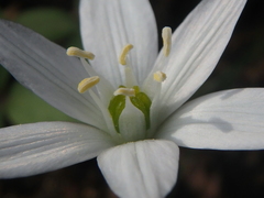Ornithogalum woronowii