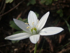 Ornithogalum woronowii