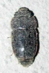 Cryptarchinae