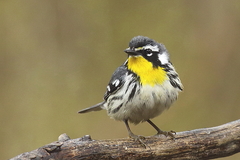 Yellow-Throated Warbler photo 4