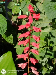 Salvia splendens