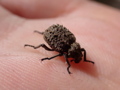 Brachycerus muricatus