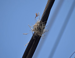 Tillandsia recurvata