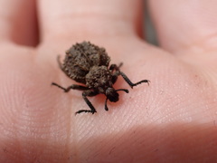 Brachycerus muricatus