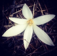 Apodolirion lanceolatum