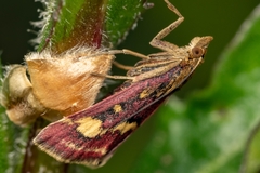 Pyrausta aurata