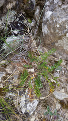 Anisotome brevistylis