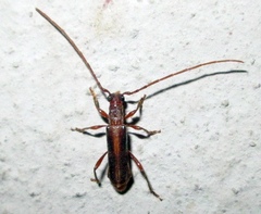 Ossibia fuscata