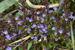 Glechoma hederacea
