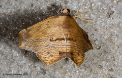 Aenictes polygrapharia
