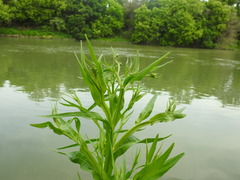 Helenium microcephalum