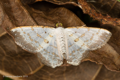 Berberodes cassiteris