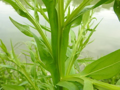 Helenium microcephalum