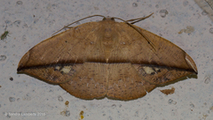 Oxydia bilinea