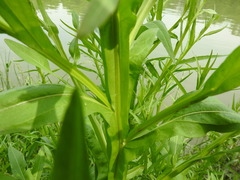 Helenium microcephalum