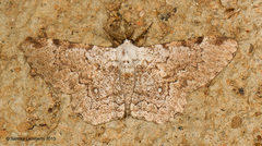 Thyrinteina arnobia