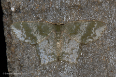 Chloropteryx