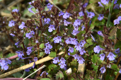 Glechoma hederacea