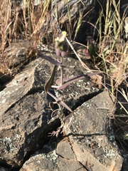 Streptanthus diversifolius