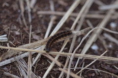 Diacrisia sannio