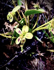 Pelargonium lobatum