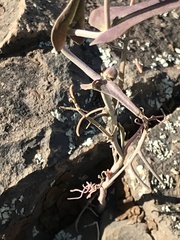 Streptanthus diversifolius