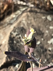 Streptanthus diversifolius